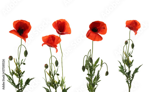 Beautiful red poppy flowers isolated on white