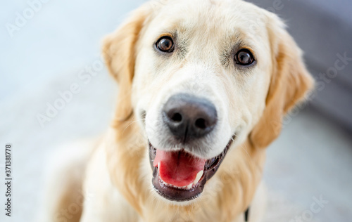 Close up view of nice muzzle of golden retriever indoors