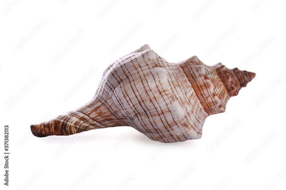 Beautiful exotic sea shell isolated on white Beautiful exotic sea shell isolated on white