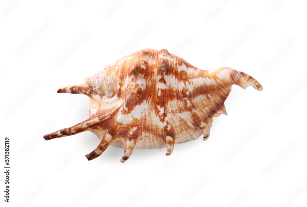 Beautiful exotic sea shell isolated on white