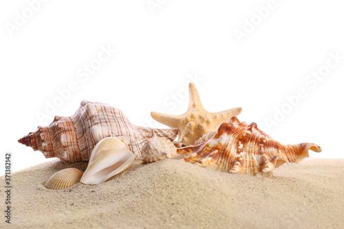 Beautiful exotic sea shells, starfish and sand on white background