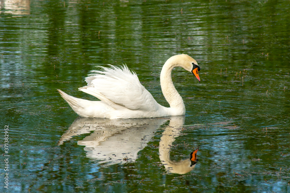 Fototapeta premium A white majestic swan floats in front of a wave of water. Young swan in the middle of the water. Drops on a wet head.