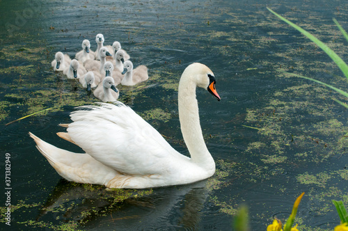 pair of swans with little swans