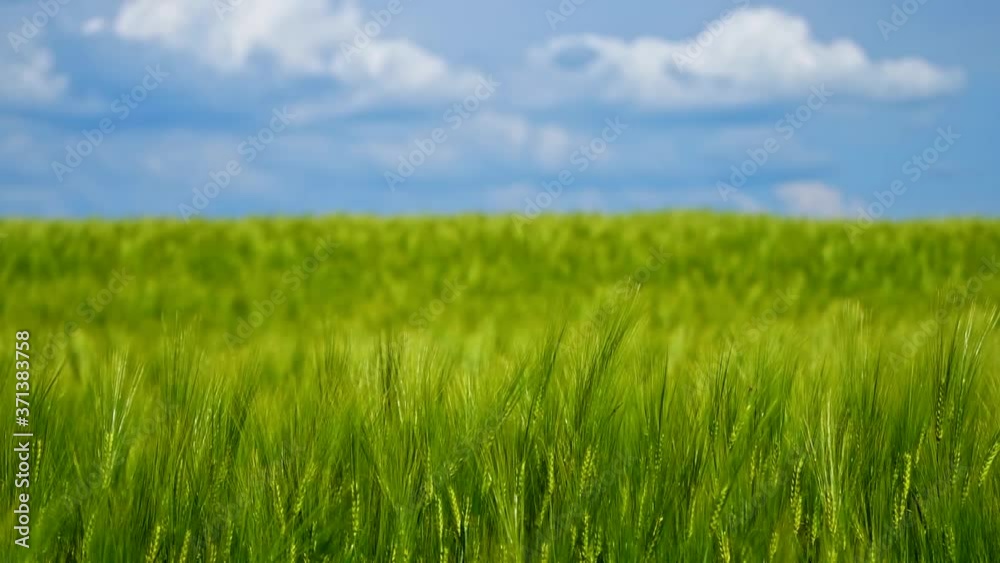 Grow of fresh plants in spring. Green spikelets swaying in wind. Not ripe agricultural plants on field.Green background under blue sky. Grow of fresh plants in spring. Green spikelets swaying in wind. Not ripe agricultural plants on field.Green background under blue sky.