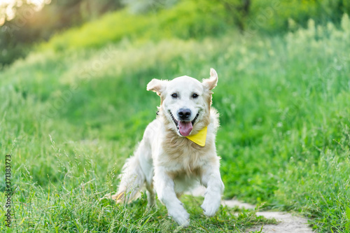 Golden retriever dog running on green grass in summer