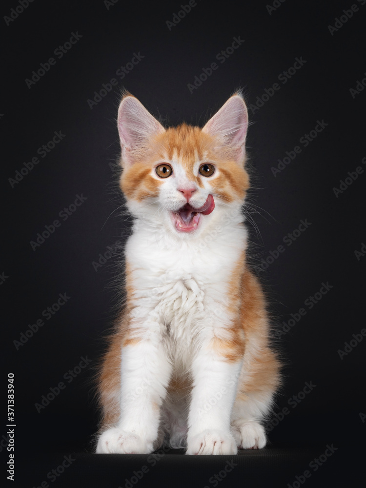 Cute red and white Maine Coon cat kitten, sitting facing front with mouth open and tongue out licking mouth. Looking towards camera Isolated on black background.
