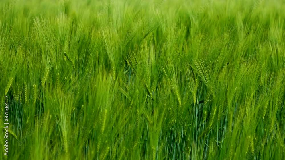 Green spikelets background. Agricultural plants growing on field in summer. The wind moves organic plants. Fresh spikelets swaying. Close-up. Green spikelets background. Agricultural plants growing on field in summer. The wind moves organic plants. Fresh spikelets swaying. Close-up.