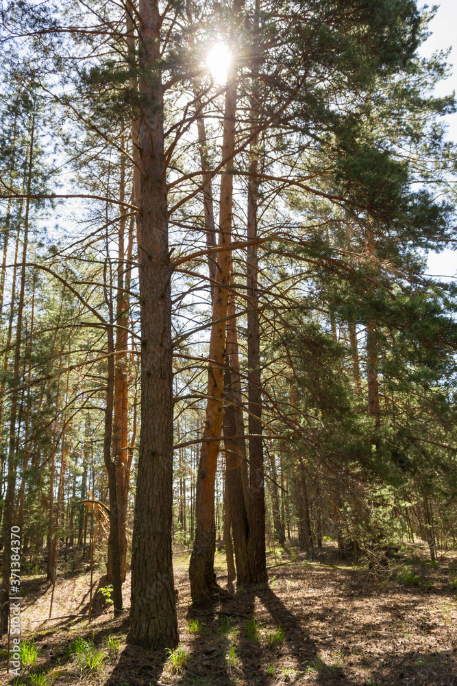 Mighty hundred-year-old pines in the forest Mighty hundred-year-old pines in the forest