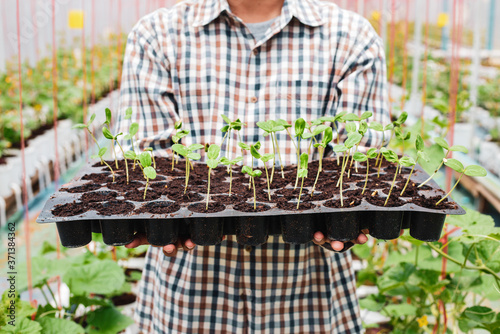 Canvas Print Farmer carry melon seedling tray in greenhouse