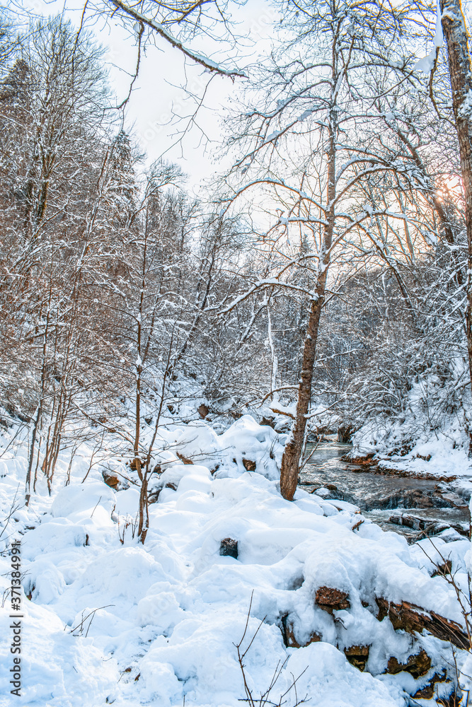 forest in winter forest in winter