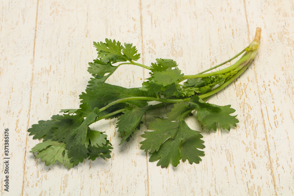 Fresh ripe Green cilantro leaves Fresh ripe Green cilantro leaves