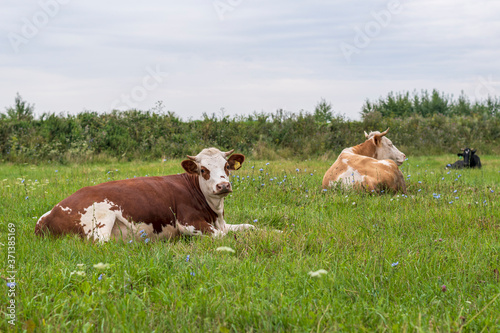 Three cows lie in a green meadow at a social distance from each other