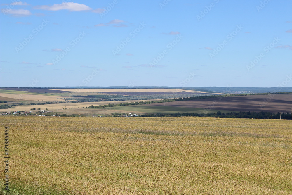 Russian's fields