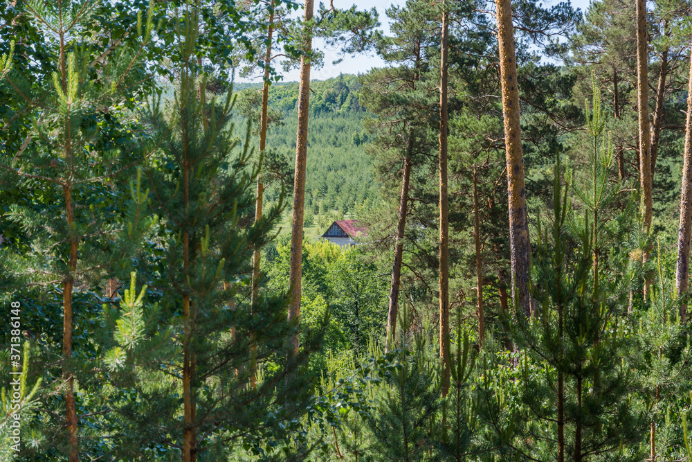 Fototapeta premium Landscape pictures taken in the reserve Mlocinski oak