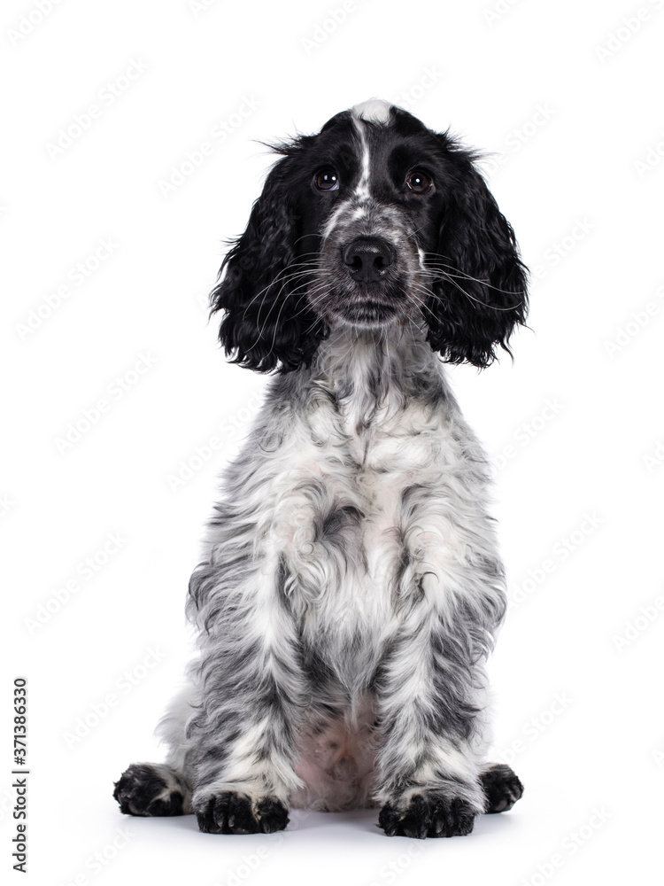 Cute young blue roan Cockerspaniel dog / puppy, sitting up facing front. Looking straight at camera with dark brown eyes. Isolated on white background.