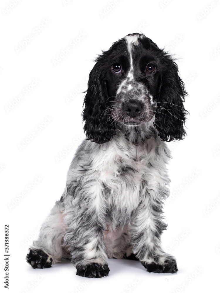 Cute young blue roan Cockerspaniel dog / puppy, sitting up facing front. Looking straight at camera with dark brown eyes. Isolated on white background. Cute young blue roan Cockerspaniel dog / puppy, sitting up facing front. Looking straight at camera with dark brown eyes. Isolated on white background.