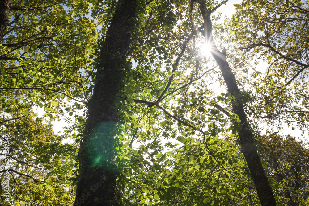 Obraz premium Summer bright sun rays through two trees in forest as wanderlust at Belelle river, A Capela, Galicia