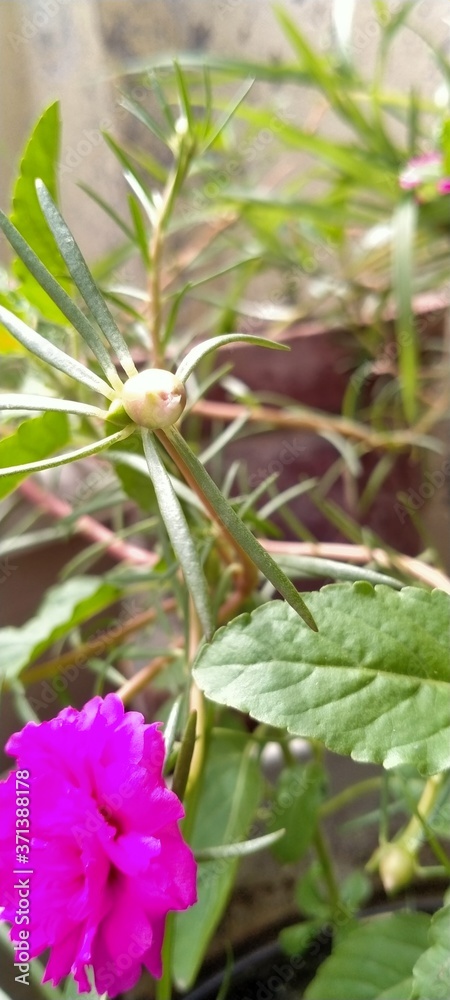 Obraz premium pink flowers in the garden