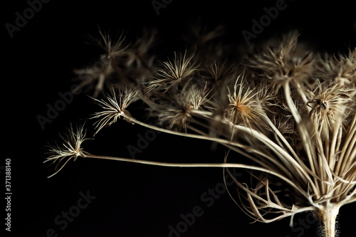 Dry plant on a black background. Macro photo. A fragment of a dried plant. Close-up. Dry stem  leaves and seeds of the plant. Dried herb. Contrast graphics. Abstract composition on black background