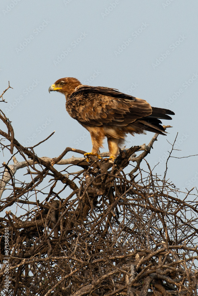 Fototapeta premium Aigle ravisseur,.Aquila rapax , Tawny Eagle