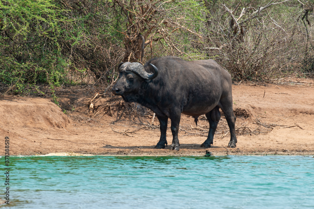 Buffle d'Afrique, Syncerus caffer, Parc national Kruger, Afrique du Sud
