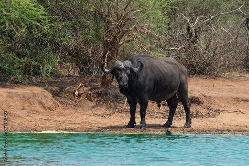 Buffle d Afrique  Syncerus caffer  Parc national Kruger  Afrique du Sud