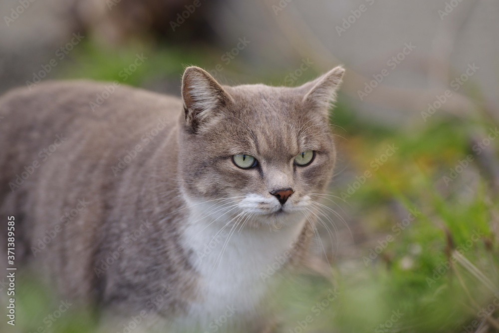 可愛いねこ 可愛いねこ