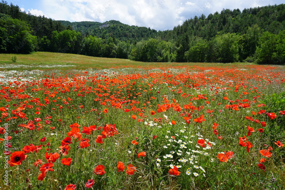 field of red poppies and white daisies with blue sky in the mountains