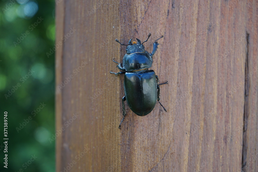 custom made wallpaper toronto digitalcloseup of a big black stag beetle on the tree
