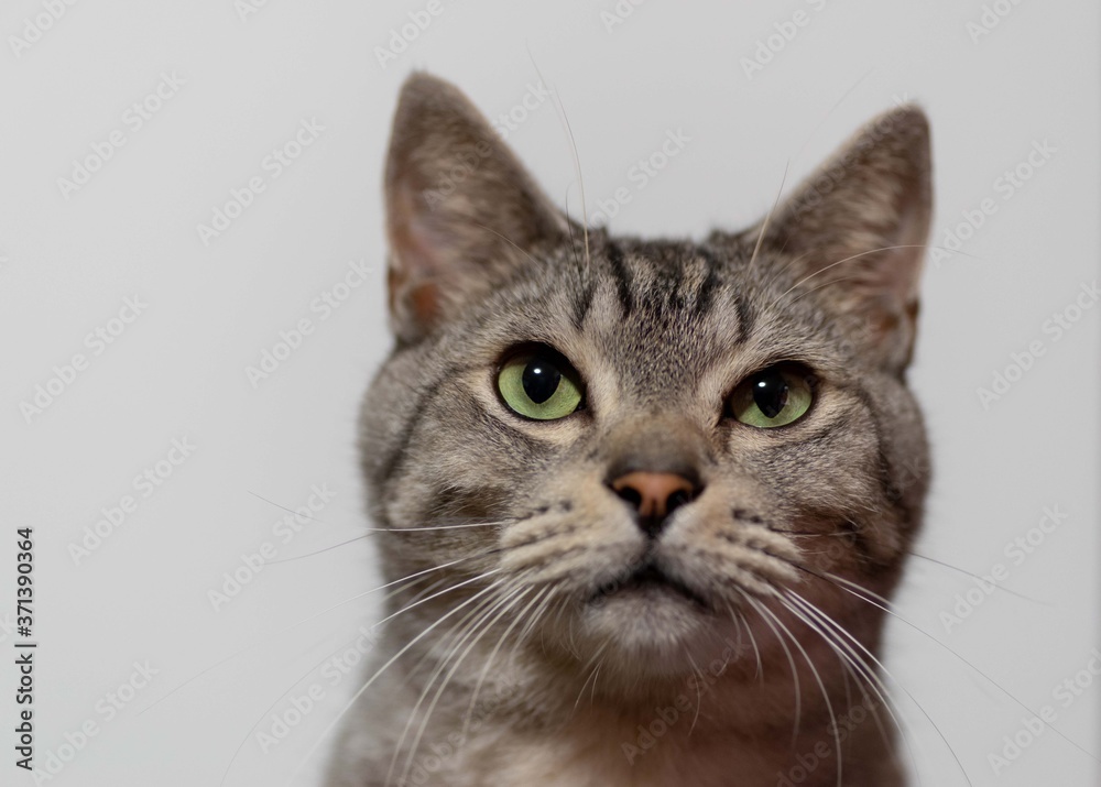 じっと見る サバトラ猫 じっと見る サバトラ猫