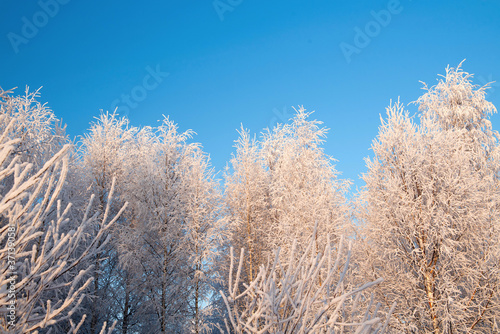 Winter landscape with snowy trees and blue sky © grthirteen