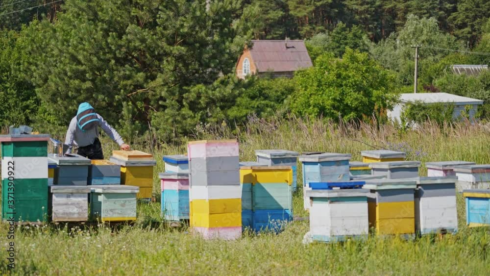 Apiary in the village. Apiculturist in protective hat working in the bee-garden on green trees background. Many wooden hives stand on grass. Apiary in the village. Apiculturist in protective hat working in the bee-garden on green trees background. Many wooden hives stand on grass.