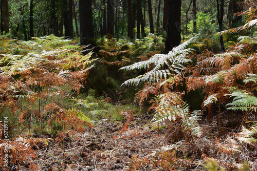 Foret de fontainebleau