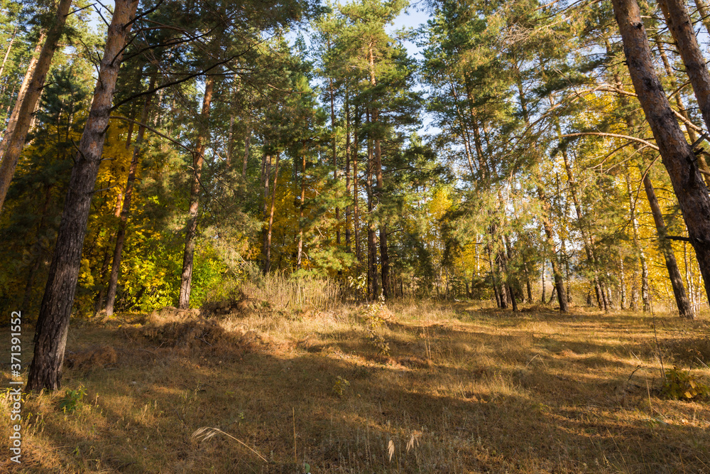 Fototapeta premium Landscape images of an autumn forest