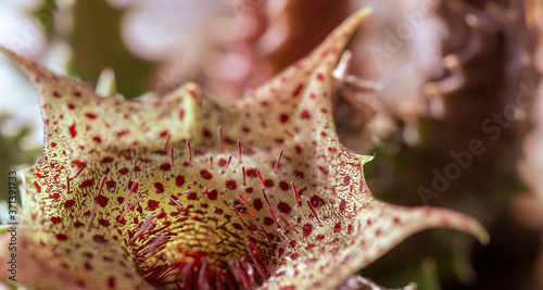 Starry fleecy flower of the Orbea plant. Macro, narrow focus.