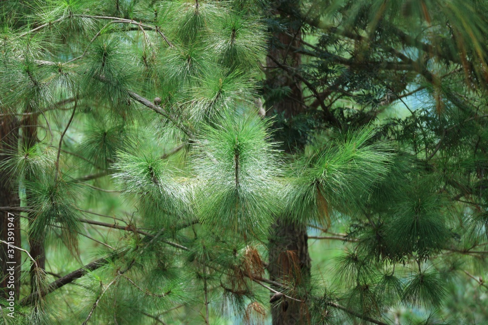 Obraz premium pine forest in the morning