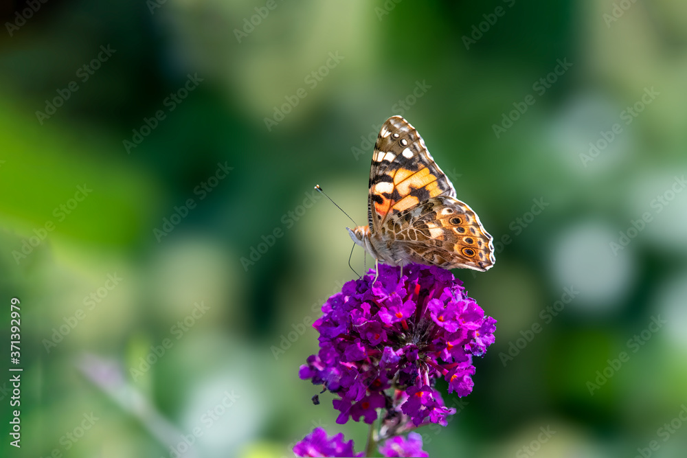 selected focus of a painted lady butterfly sitting on a purple flower selected focus of a painted lady butterfly sitting on a purple flower