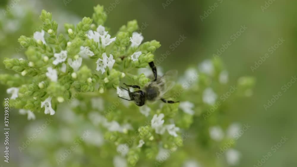 Close up of one honey bee flying around honeysuckle flowers bee collecting nectar pollen on spring sunny day slow motion Close up of one honey bee flying around honeysuckle flowers bee collecting nectar pollen on spring sunny day slow motion