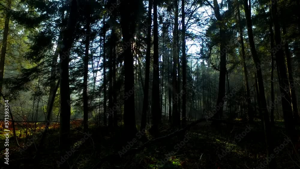 Intensive sun rays in the autumn forest with spruces. Intensive sun rays in the autumn forest with spruces.