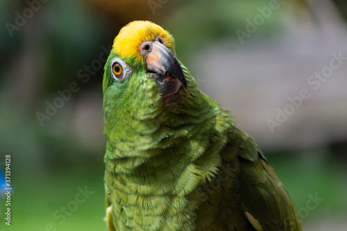 pajaro, verde, canario