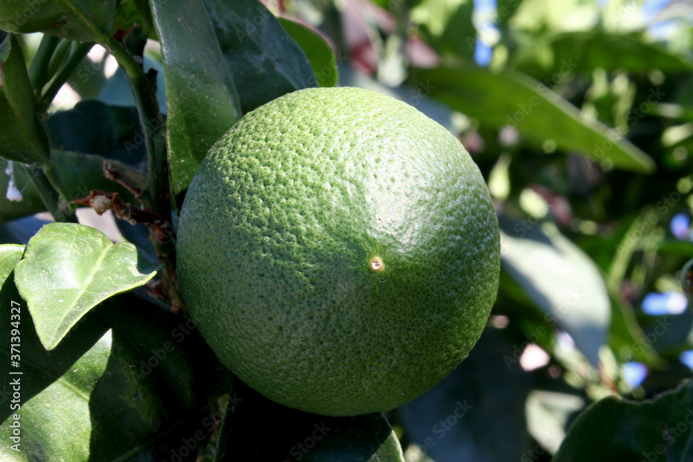 green raw tangerine in tangerine tree
green raw tangerine in tangerine tree