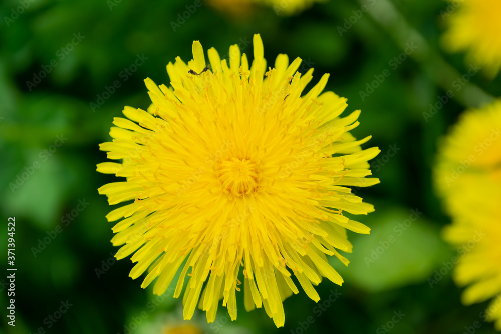 yellow dandelion on green background yellow dandelion on green background