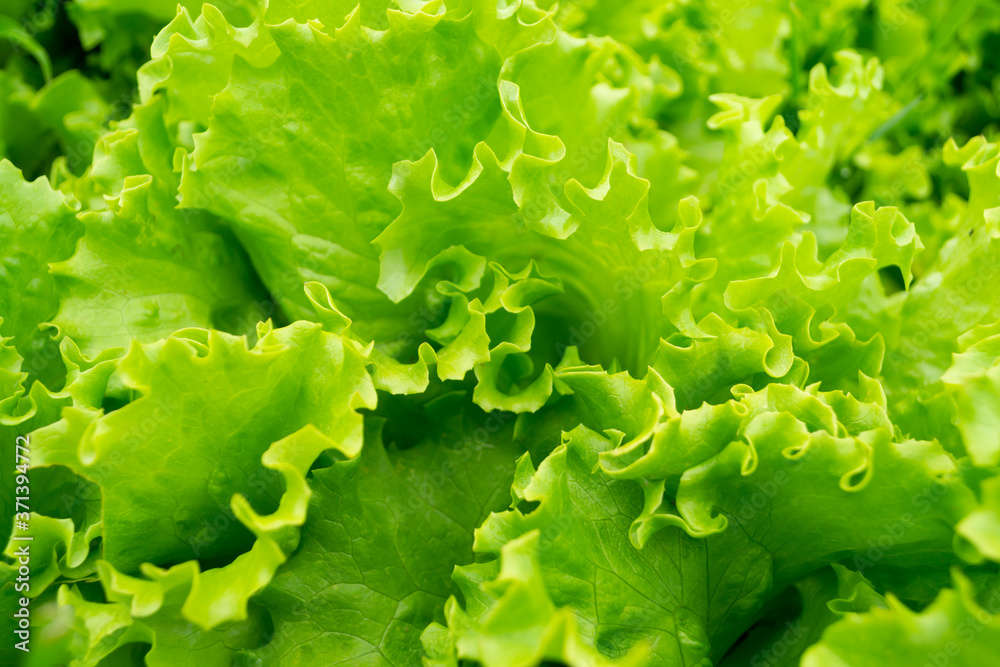 fresh green lettuce fresh green lettuce