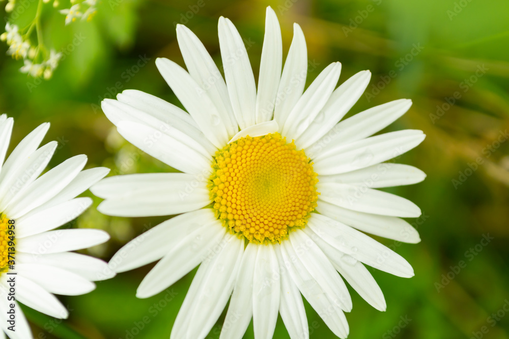 Fototapeta premium white chamomile flower