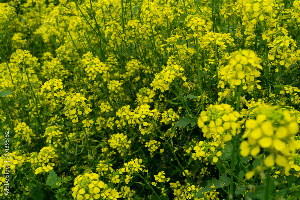 yellow flowers in spring yellow flowers in spring