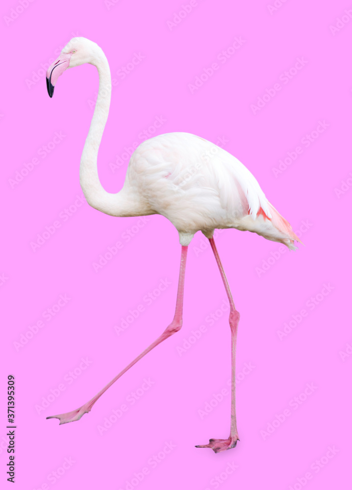 Fototapeta premium Large Flamingo isolated on pink background
