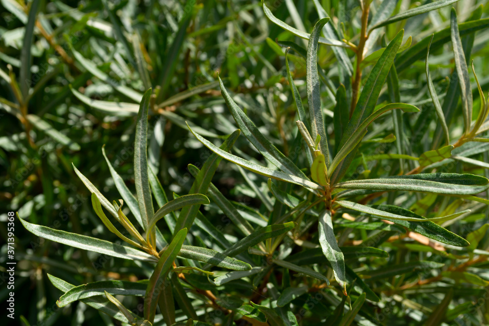 close-up of green sea buckthorn branches close-up of green sea buckthorn branches