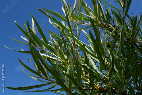 green branches in the blue sky