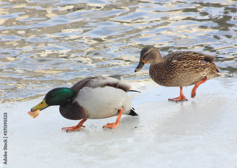 Waterfowl duck at high speed trying to swim away taking possession of a piece of bread Waterfowl duck at high speed trying to swim away taking possession of a piece of bread