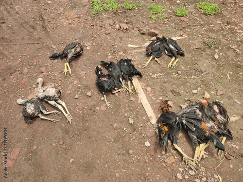 Dead chicken in the yard    